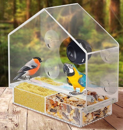 Camera live bird  Bird feeder  Live bird feeder camera  Bird feeder with camera  Wildlife camera feeder  Bird watching camera  Smart bird feeder  Outdoor bird feeder camera  Bird feeder live stream  Bird feeder cam